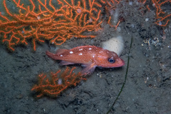 Sebastes constellatus