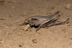 Aglaothorax morsei santacruzae