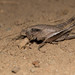 Aglaothorax morsei - Photo (c) Ken-ichi Ueda, alguns direitos reservados (CC BY), uploaded by Ken-ichi Ueda