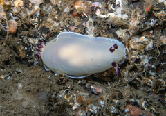 Dendrodoris azineae