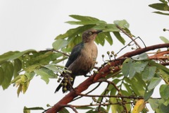 Lamprotornis chalybaeus