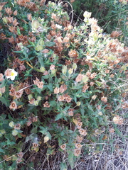 Cistus psilosepalus