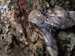 Arcte coerula