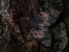 Arcte coerula