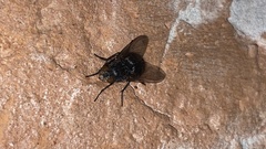 Calliphora vicina