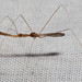 Thread-legged Bugs - Photo (c) Ken-ichi Ueda, some rights reserved (CC BY), uploaded by Ken-ichi Ueda