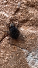 Calliphora vicina