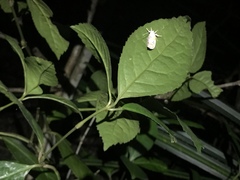 Cyana interrogationis