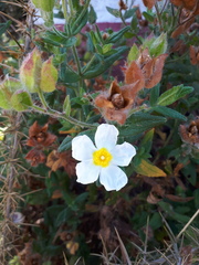 Cistus psilosepalus