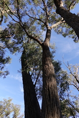 Eucalyptus globoidea