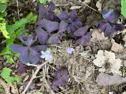 Another photo of Wood sorrel