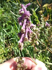 Aconitum moldavicum