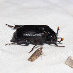 Nicrophorus nigrita