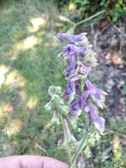 Aconitum moldavicum