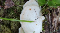 Trametes velutina