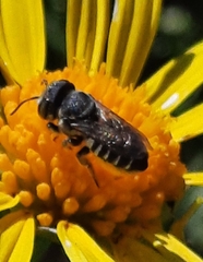 Megachile apicalis