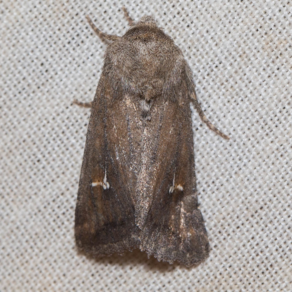 Tricholita chipeta