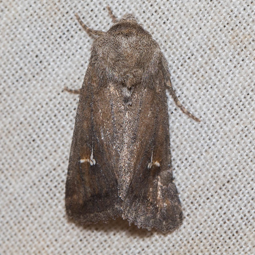 Tricholita chipeta