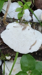 Trametes velutina