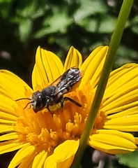 Megachile apicalis