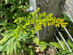 Solidago simulans