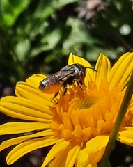 Megachile apicalis