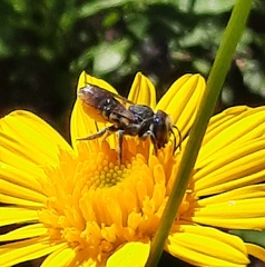 Megachile apicalis