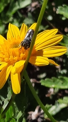 Megachile apicalis