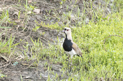 Vanellus chilensis