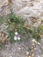Junellia hookeriana