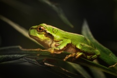 Hyla japonica