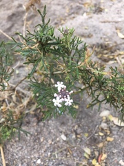 Junellia hookeriana