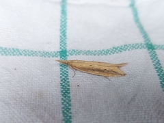 Donacaula forficella