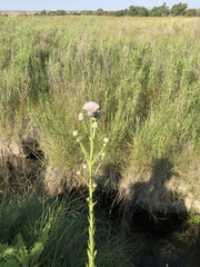 Cirsium wrightii