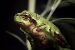 Hyla japonica