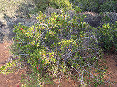 Rhamnus pirifolia
