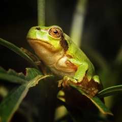 Hyla japonica