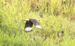 Caracara plancus