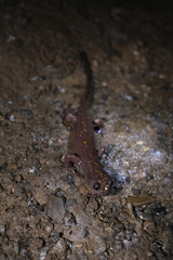 Paradactylodon persicus