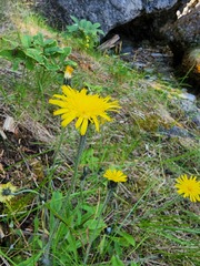 Pilosella flagellaris
