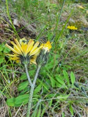 Pilosella flagellaris