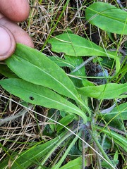 Pilosella flagellaris