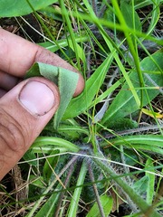 Pilosella flagellaris