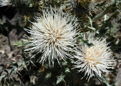 Cirsium inamoenum