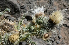 Cirsium inamoenum