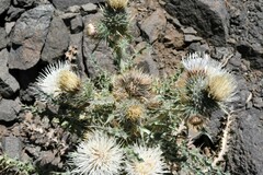 Cirsium inamoenum