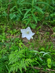 Campanula persicifolia