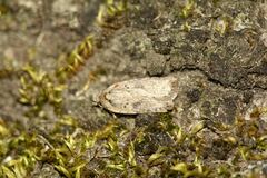 Agonopterix yeatiana