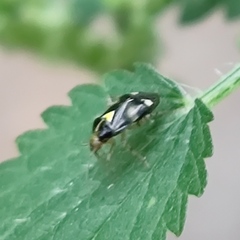 Liocoris tripustulatus