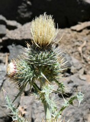 Cirsium inamoenum